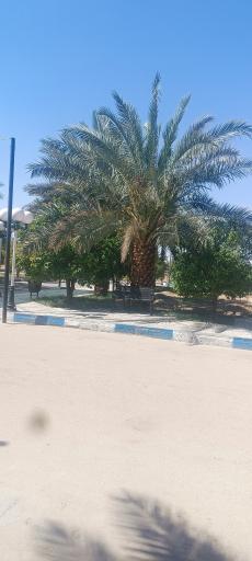 عکس نخلستان نمونه طبس