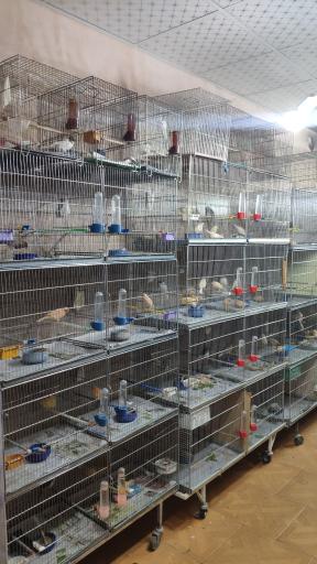 عکس قناری علی