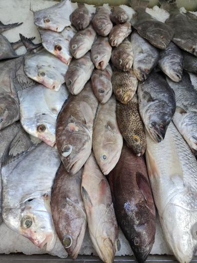 عکس فروشگاه ماهی و‌میگو پسر بوشهری