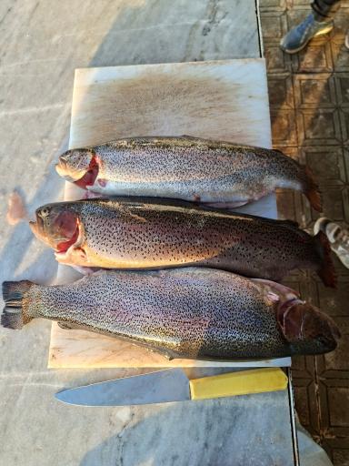 عکس ماهی سرای رنگین کمان طالقان