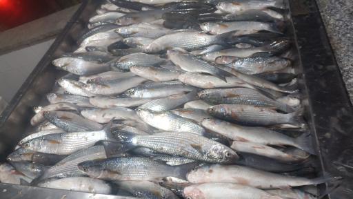 عکس ماهی فروشی