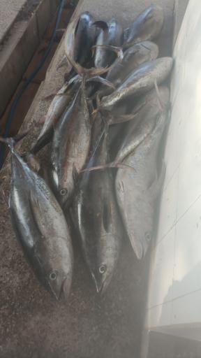 عکس ماهی فروشی