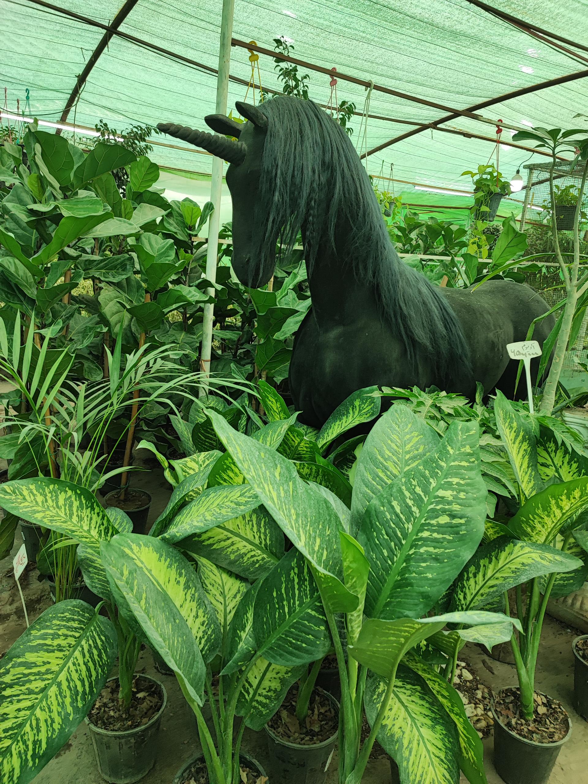 عکس گلخانه آیریس