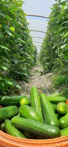 عکس گلخانه خیار باباپور