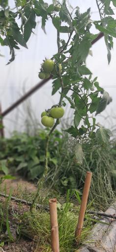 عکس گلخانه خیار باباپور