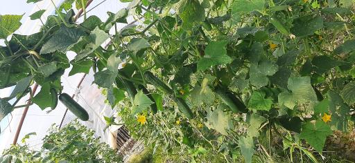 عکس گلخانه خیار باباپور