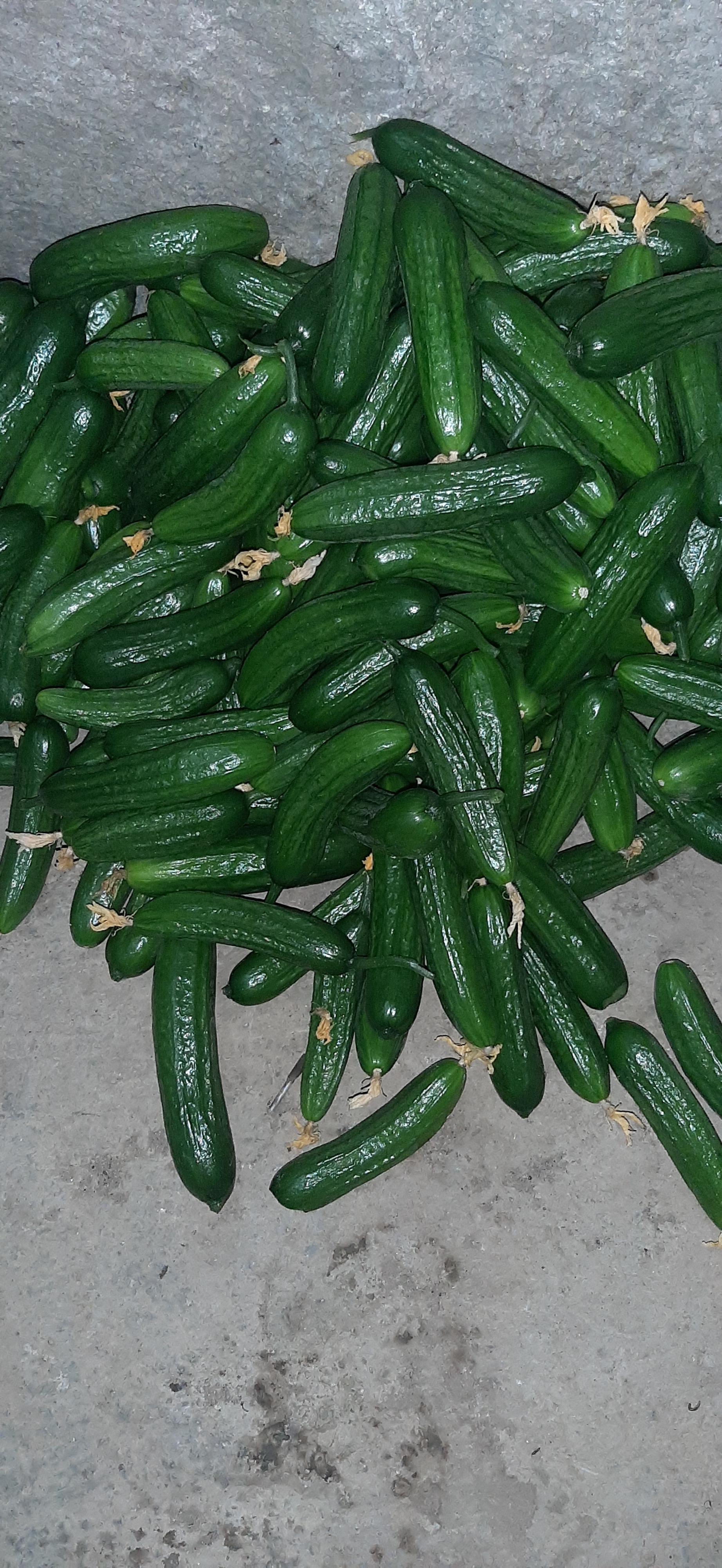 عکس گلخانه خیار باباپور