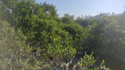 عکس جنگل های حرا