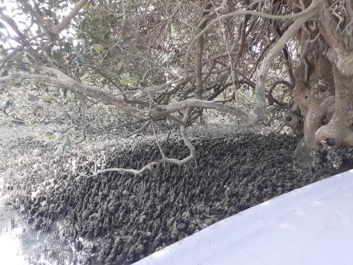 عکس جنگل های حرا