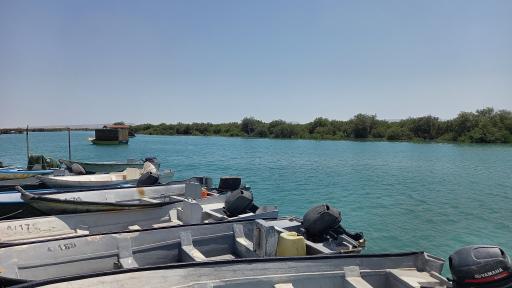 عکس جنگل های حرا