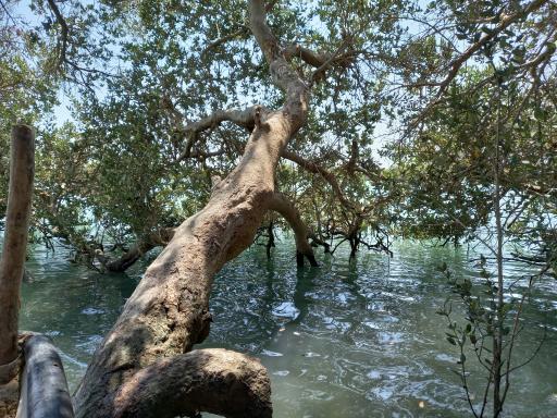 عکس جنگل های حرا