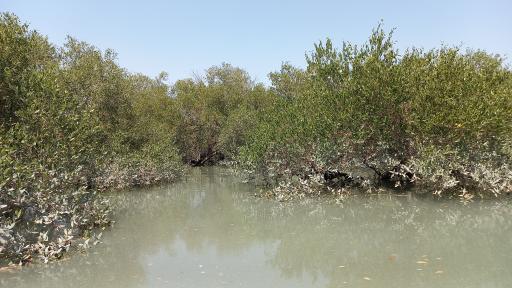 عکس جنگل های حرا