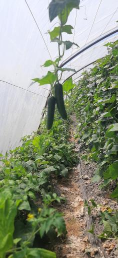 عکس گلخانه خیار باباپور