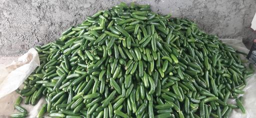 عکس گلخانه خیار باباپور