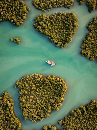 عکس جنگل های حرا