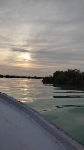 عکس جنگل های حرا