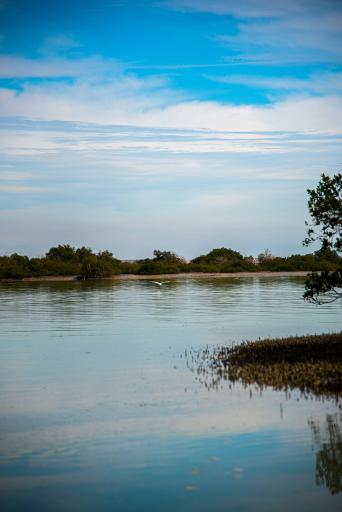 عکس جنگل های حرا