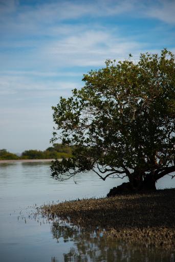 عکس جنگل های حرا