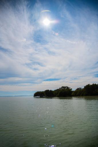 عکس جنگل های حرا