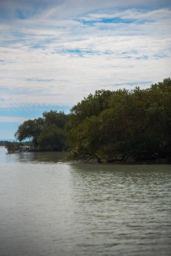 عکس جنگل های حرا