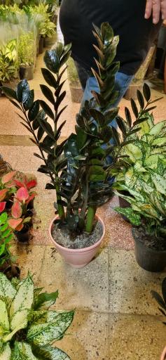 عکس گل و گیاه سورنا