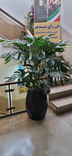 عکس گل و گیاه سورنا