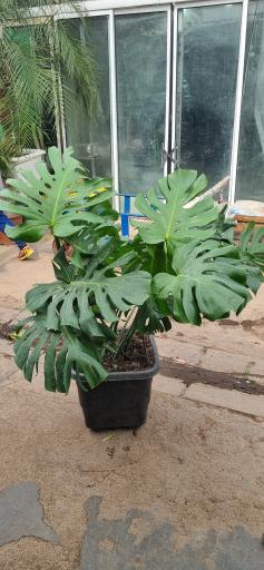 عکس گل و گیاه سورنا