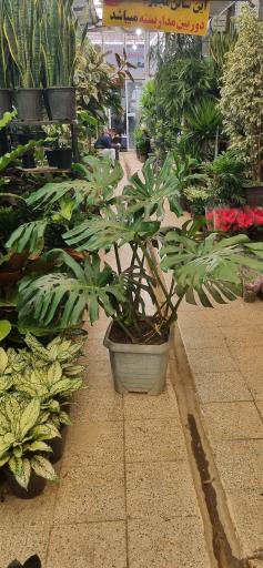 عکس گل و گیاه سورنا