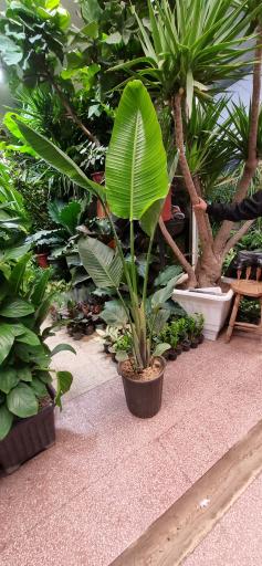 عکس گل و گیاه سورنا