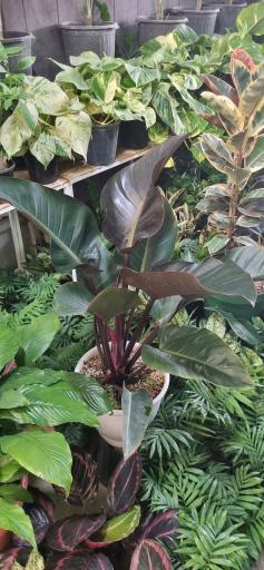 عکس گل و گیاه سورنا