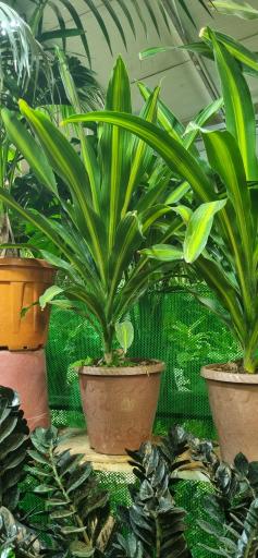 عکس گل و گیاه سورنا