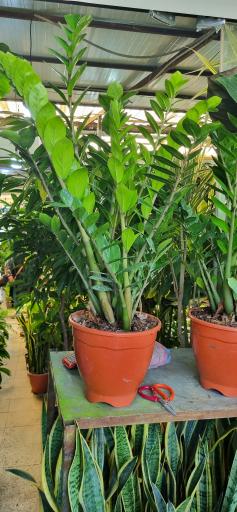 عکس گل و گیاه سورنا