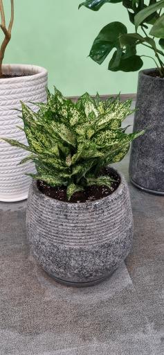 عکس گل و گیاه سورنا