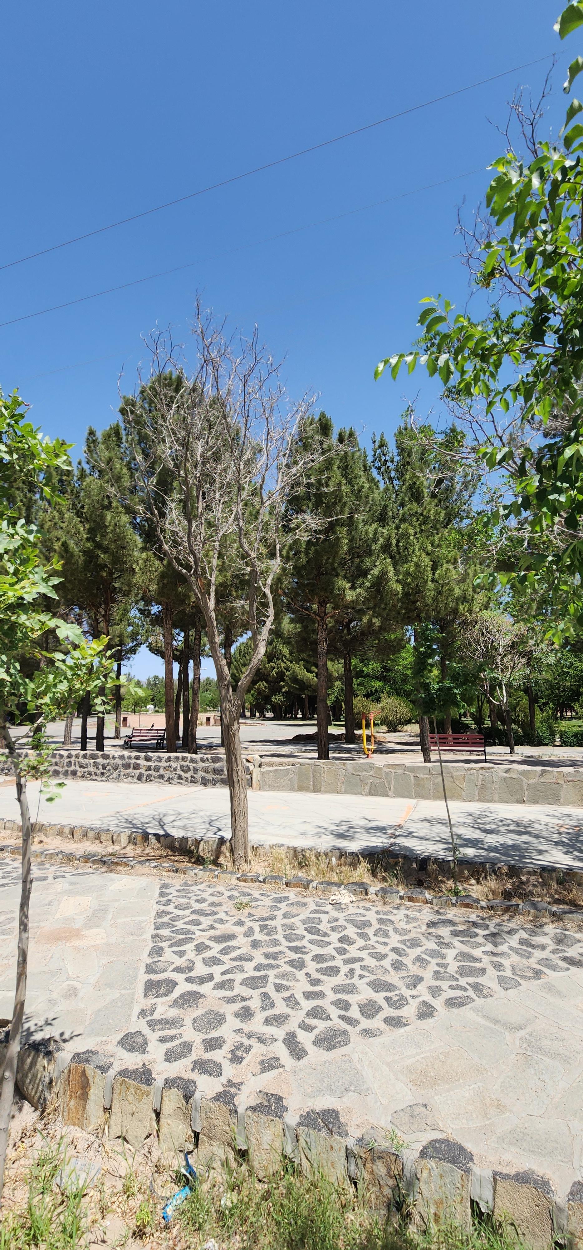 عکس پارک لاله