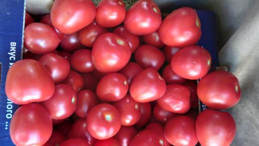 عکس میوه فروشی روانش