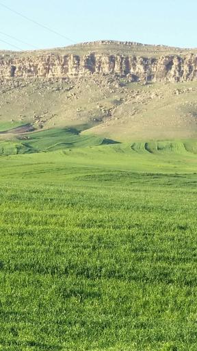 عکس اشتره گل گل