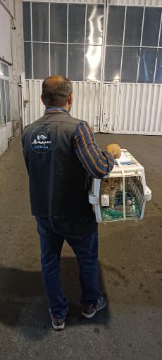 عکس شرکت سپیدبال امید 