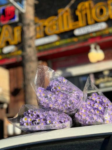 عکس گلستان گل