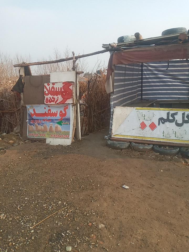 عکس دام زنده سعید 