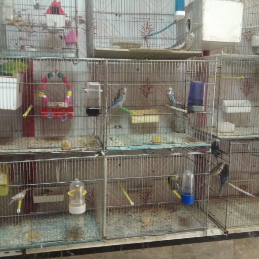 عکس پت شاپ ماهان