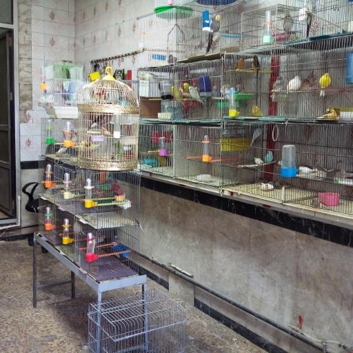 عکس پت شاپ ماهان