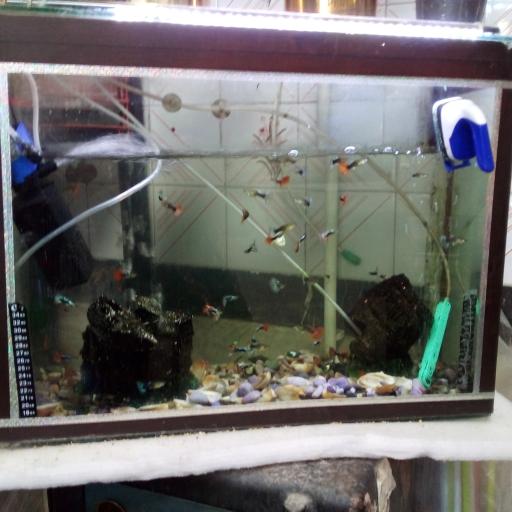 عکس پت شاپ ماهان