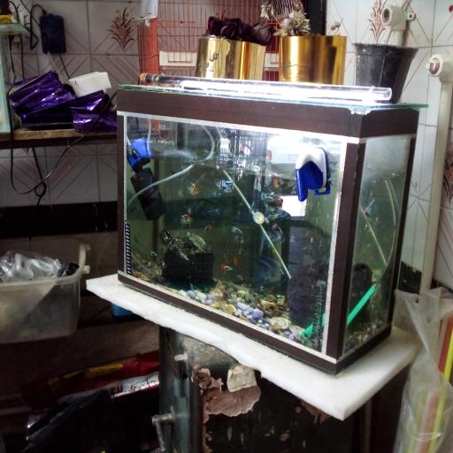 عکس پت شاپ ماهان