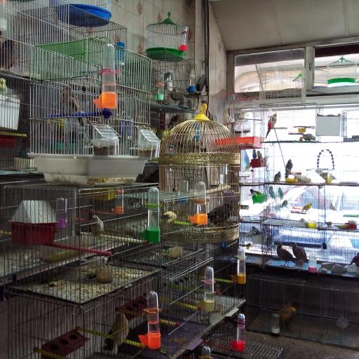 عکس پت شاپ ماهان