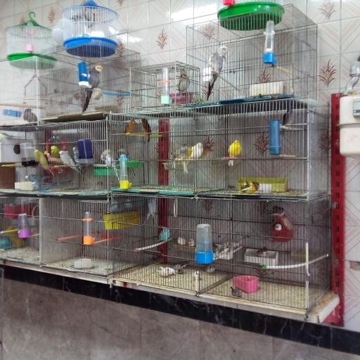 عکس پت شاپ ماهان