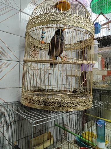 عکس پت شاپ ماهان