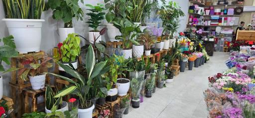 سرای گل ونوشه