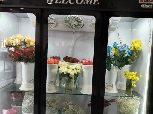 عکس آرتا گل