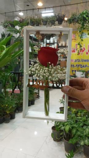 عکس آرتا گل