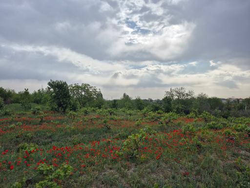 عکس گلمکان